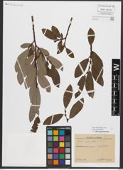 Foto von Salix appendiculata Vill.